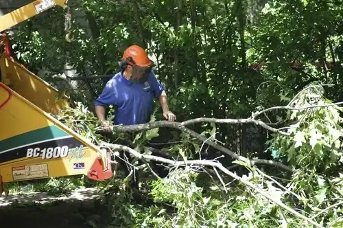 tree services Springhill